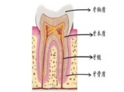 深圳牙齒美白——正常牙齒的顏色是怎樣的呢？