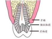 牙齒靠近牙齦的地方缺了一塊是什麽原因？