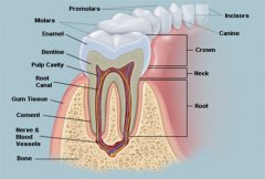 牙齒為什麼能穩固地長在口腔內？